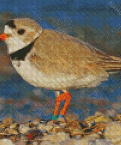 Sand Colored Piping Plover Diamond Paintings