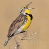 The Western meadowlark Bird Diamond Paintings