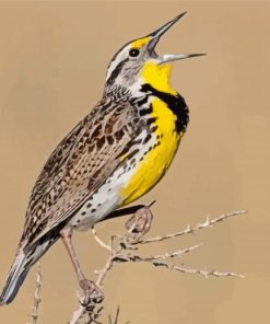 The Western meadowlark Bird Diamond Paintings