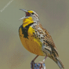 Western Meadowlark Bird Diamond Paintings