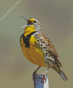 Western Meadowlark Bird Diamond Paintings