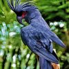 Black Cockatoo Bird Diamond Paintings