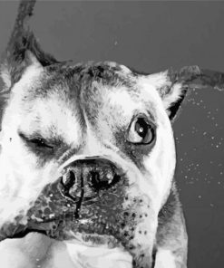 Funny Black And White Dog Diamond Paintings