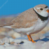 Piping Plover Bird Diamond Paintings