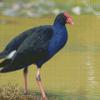 Pukeko Bird Diamond Paintings