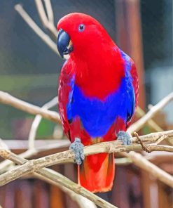 Red Eclectus Parrot Bird Diamond Paintings