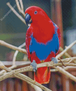 Red Eclectus Parrot Bird Diamond Paintings