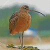 Strand Billed Bird Diamond Paintings