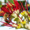 Two Bees On Pohutukawa Flower Diamond Paintings