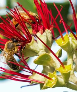 Two Bees On Pohutukawa Flower Diamond Paintings