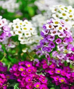 White And Purple Alyssum Diamond Paintings