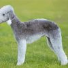 Aesthetic Bedlington Terrier Diamond Paintings