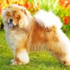 Aesthetic Chow Chow Animal Diamond Paintings