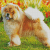 Aesthetic Chow Chow Animal Diamond Paintings