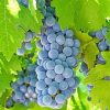 Aesthetic Grape Vines Diamond Paintings