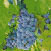 Aesthetic Grape Vines Diamond Paintings