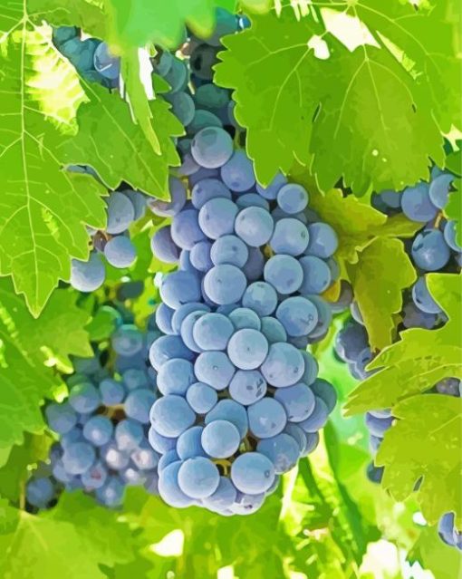 Aesthetic Grape Vines Diamond Paintings