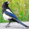 Aesthetic Black Billed Magpie Diamond Paintings