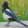 Aesthetic Black Billed Magpie Diamond Paintings