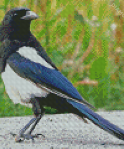 Aesthetic Black Billed Magpie Diamond Paintings