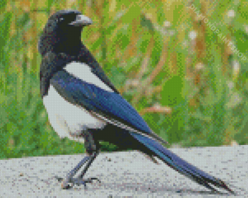 Aesthetic Black Billed Magpie Diamond Paintings