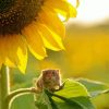 Aesthetic Sunflower With Mouse Diamond Paintings