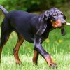 Black And Tan Coonhound Animal Diamond Paintings