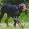 Black And Tan Coonhound Animal Diamond Paintings