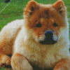 Chow Chow Diamond Paintings