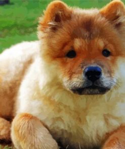 Chow Chow Diamond Paintings