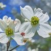 Dogwoods Diamond Paintings