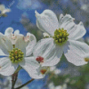 Dogwoods Diamond Paintings