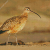 Long Billed Curlew On Morro Strand Diamond Paintings