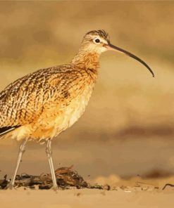 Long Billed Curlew On Morro Strand Diamond Paintings