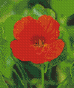 Nasturtium Flower Diamond Paintings