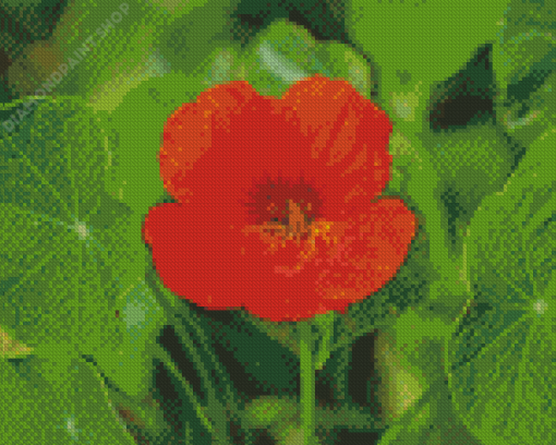 Nasturtium Flower Diamond Paintings