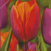 Orange Purple Tulip Diamond Paintings