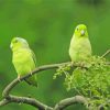 Parrotlet Birds On Tree Diamond Painting