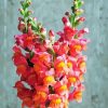 Snapdragons Flowers Plant Diamond Paintings