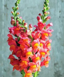 Snapdragons Flowers Plant Diamond Paintings