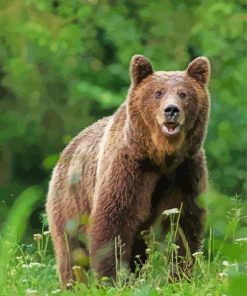 Swedish Brown Bear Animal Diamond Paintings