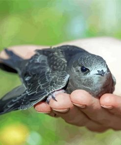 Swift Bird On Hand Diamond Paintings