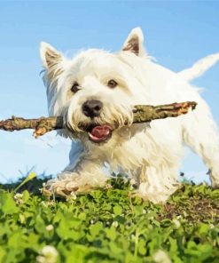 White Highland Terrier Dog Pet Diamond Paintings