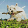 White Highland Terrier Dog Pet Diamond Paintings