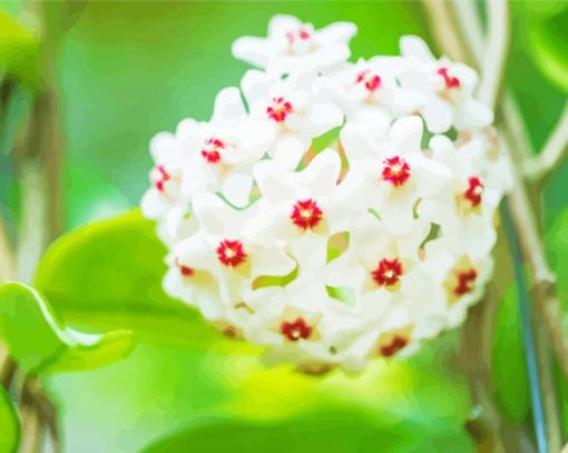 White Hoya Flowers Diamond Paintings