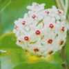 White Hoya Flowers Diamond Paintings