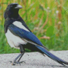 Aesthetic Black Billed Magpie Bird Diamond Paintings