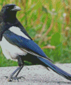 Aesthetic Black Billed Magpie Bird Diamond Paintings