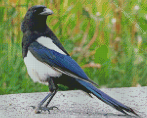 Aesthetic Black Billed Magpie Bird Diamond Paintings