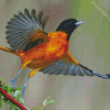 Aesthetic Orioles Bird Art Diamond Painting